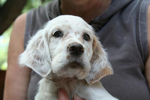 https://images.dog.ceo/breeds/setter-english/n02100735_7679.jpg