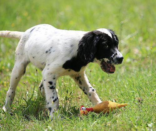 https://images.dog.ceo/breeds/setter-english/n02100735_7940.jpg