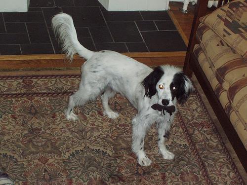 https://images.dog.ceo/breeds/setter-english/n02100735_8181.jpg