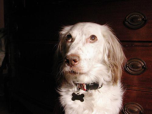 https://images.dog.ceo/breeds/setter-english/n02100735_8630.jpg