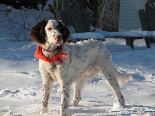 https://images.dog.ceo/breeds/setter-english/n02100735_9974.jpg