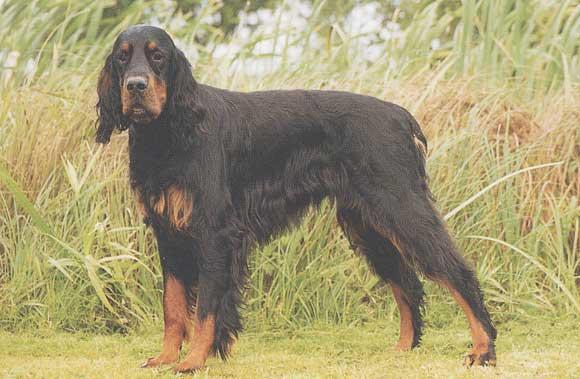 https://images.dog.ceo/breeds/setter-gordon/n02101006_114.jpg