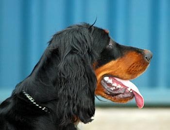 https://images.dog.ceo/breeds/setter-gordon/n02101006_1506.jpg