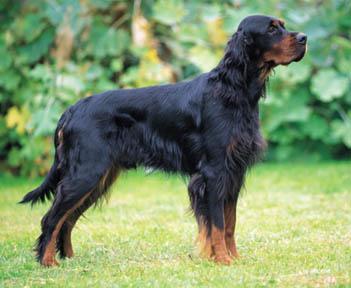 https://images.dog.ceo/breeds/setter-gordon/n02101006_158.jpg