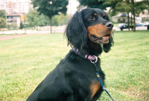 https://images.dog.ceo/breeds/setter-gordon/n02101006_1871.jpg