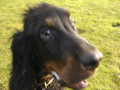 https://images.dog.ceo/breeds/setter-gordon/n02101006_1888.jpg