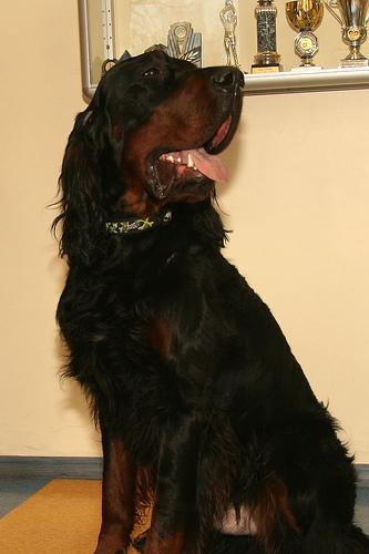 https://images.dog.ceo/breeds/setter-gordon/n02101006_2092.jpg