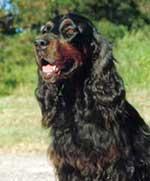 https://images.dog.ceo/breeds/setter-gordon/n02101006_228.jpg