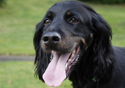 https://images.dog.ceo/breeds/setter-gordon/n02101006_2414.jpg