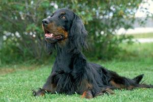 https://images.dog.ceo/breeds/setter-gordon/n02101006_2501.jpg