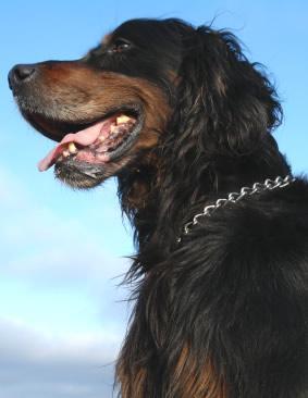 https://images.dog.ceo/breeds/setter-gordon/n02101006_2513.jpg