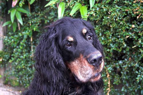 https://images.dog.ceo/breeds/setter-gordon/n02101006_2540.jpg
