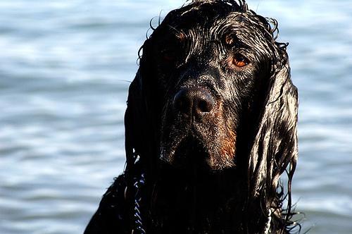 https://images.dog.ceo/breeds/setter-gordon/n02101006_2613.jpg