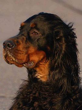 https://images.dog.ceo/breeds/setter-gordon/n02101006_2776.jpg