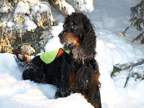 https://images.dog.ceo/breeds/setter-gordon/n02101006_283.jpg