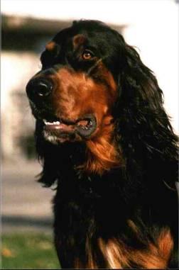 https://images.dog.ceo/breeds/setter-gordon/n02101006_2907.jpg