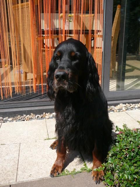 https://images.dog.ceo/breeds/setter-gordon/n02101006_299.jpg