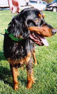 https://images.dog.ceo/breeds/setter-gordon/n02101006_3442.jpg