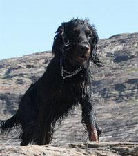 https://images.dog.ceo/breeds/setter-gordon/n02101006_3450.jpg