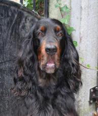 https://images.dog.ceo/breeds/setter-gordon/n02101006_3868.jpg