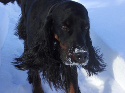 https://images.dog.ceo/breeds/setter-gordon/n02101006_3938.jpg