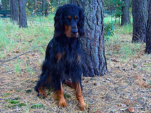 https://images.dog.ceo/breeds/setter-gordon/n02101006_4341.jpg