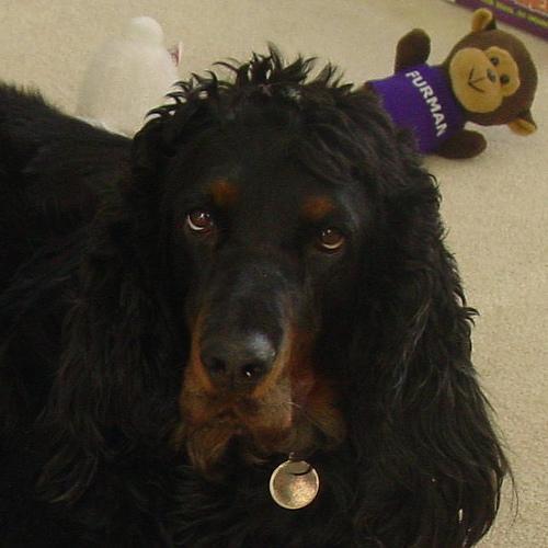 https://images.dog.ceo/breeds/setter-gordon/n02101006_4488.jpg