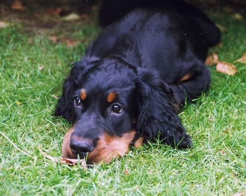 https://images.dog.ceo/breeds/setter-gordon/n02101006_4757.jpg