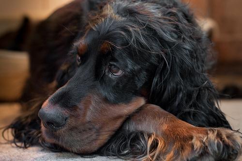 https://images.dog.ceo/breeds/setter-gordon/n02101006_6069.jpg