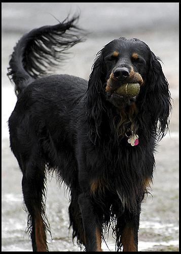 https://images.dog.ceo/breeds/setter-gordon/n02101006_615.jpg