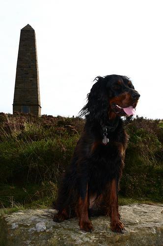 https://images.dog.ceo/breeds/setter-gordon/n02101006_6178.jpg