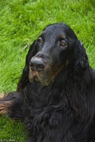 https://images.dog.ceo/breeds/setter-gordon/n02101006_6342.jpg