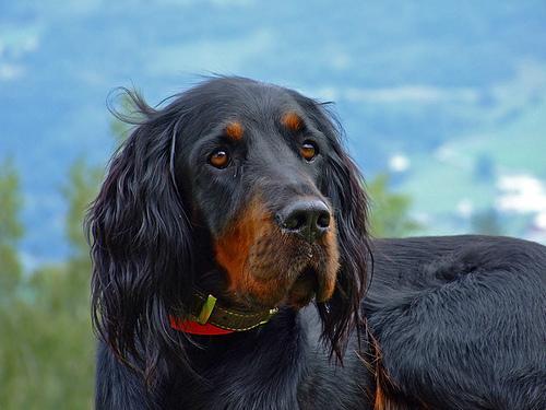 https://images.dog.ceo/breeds/setter-gordon/n02101006_677.jpg