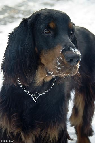 https://images.dog.ceo/breeds/setter-gordon/n02101006_6949.jpg