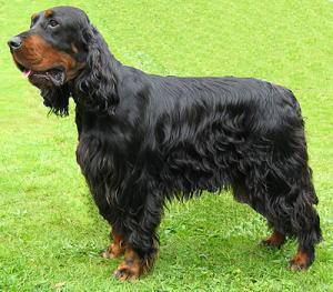 https://images.dog.ceo/breeds/setter-gordon/n02101006_751.jpg