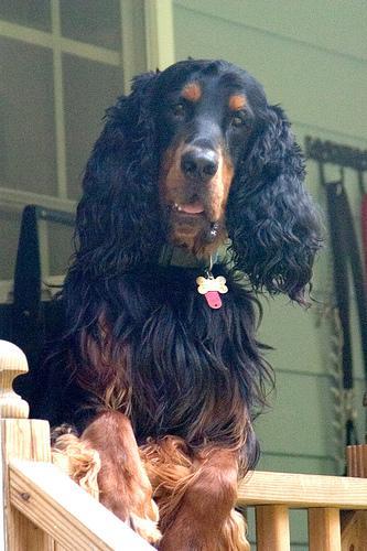 https://images.dog.ceo/breeds/setter-gordon/n02101006_761.jpg