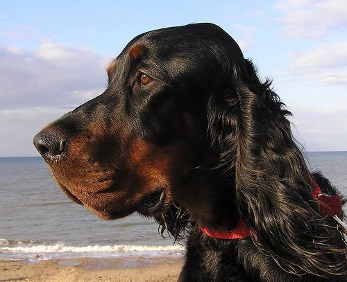 https://images.dog.ceo/breeds/setter-gordon/n02101006_7867.jpg