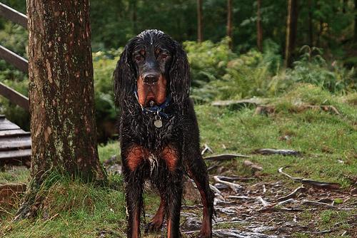 https://images.dog.ceo/breeds/setter-gordon/n02101006_8020.jpg