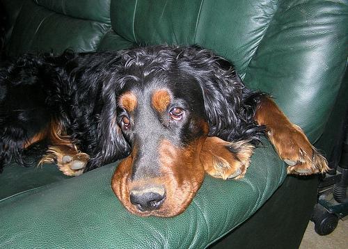 https://images.dog.ceo/breeds/setter-gordon/n02101006_8067.jpg