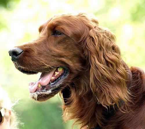 https://images.dog.ceo/breeds/setter-gordon/n02101006_8651.jpg