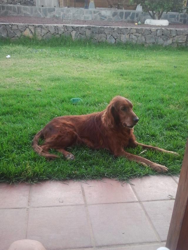 https://images.dog.ceo/breeds/setter-irish/duke.jpg