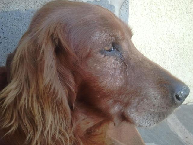 https://images.dog.ceo/breeds/setter-irish/duke2.jpg