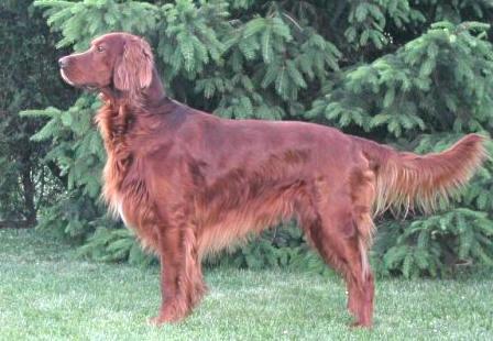 https://images.dog.ceo/breeds/setter-irish/n02100877_1062.jpg