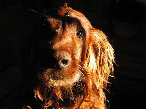 https://images.dog.ceo/breeds/setter-irish/n02100877_1669.jpg