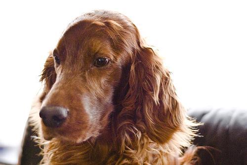 https://images.dog.ceo/breeds/setter-irish/n02100877_1776.jpg