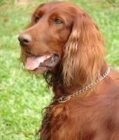 https://images.dog.ceo/breeds/setter-irish/n02100877_1787.jpg