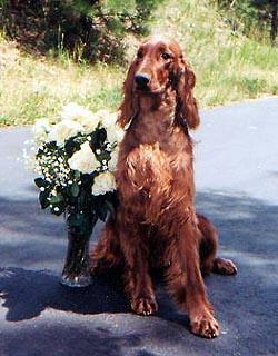 https://images.dog.ceo/breeds/setter-irish/n02100877_2283.jpg