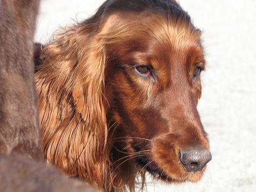 https://images.dog.ceo/breeds/setter-irish/n02100877_2551.jpg