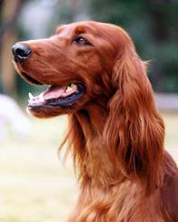 https://images.dog.ceo/breeds/setter-irish/n02100877_2832.jpg