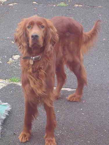 https://images.dog.ceo/breeds/setter-irish/n02100877_3141.jpg